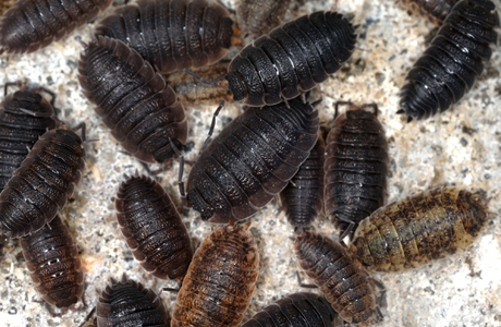 Roll-Assel (Armadillium vulgare) - © Gernot Kunz